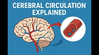 Cerebral Circulation Explained | Circle of Willis, Blood Flow & Regulation