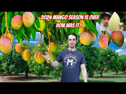 Mango Season 2024 Year End Review From Tropical Acres Farms