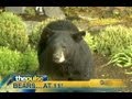 Bears invade wneptv in pennsylvania