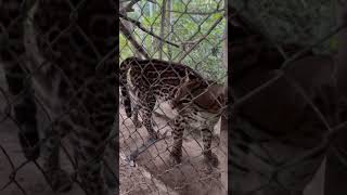 Wildlife trafficking group dismantled in Peru