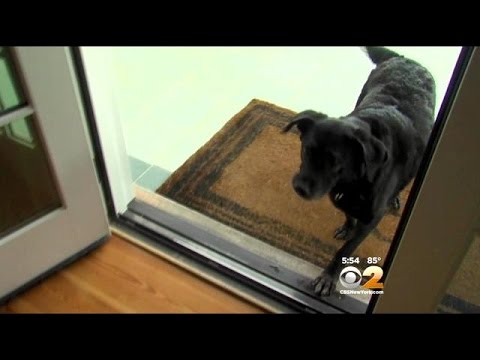 Wideo: Od Rags To Riches: Opuszczony pies przyjęty przez celebrytę żyje teraz w dobrym życiu!