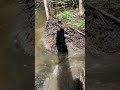 Tearing Down Massive Beaver Dam