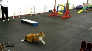 Beginner Agility Class