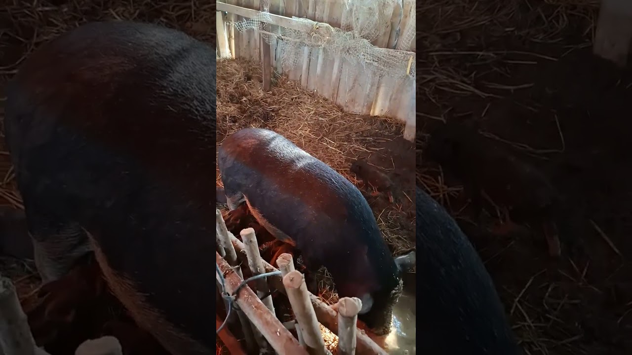 6 มีนาคม ค.ศ. 2026