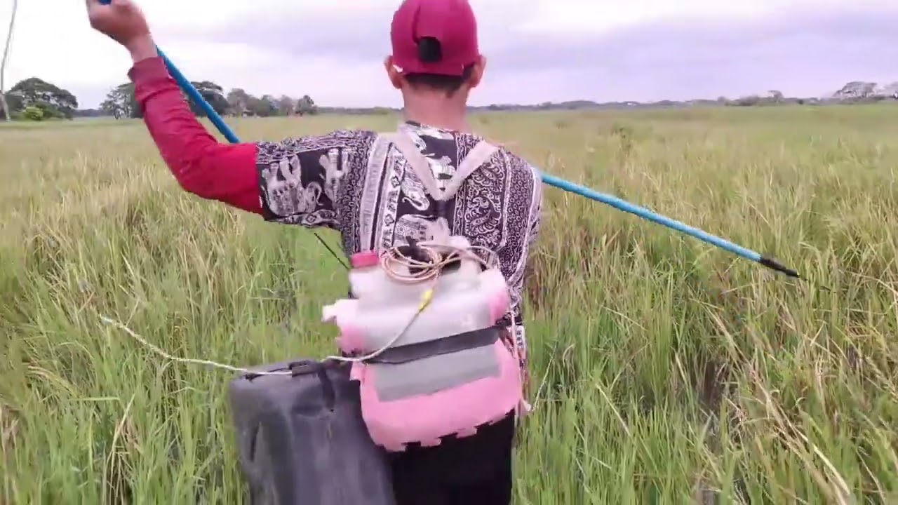 EP,89 Electric fishing nag dabasan ang.  Dalag at Hito sa big lang ulan🐟🌾