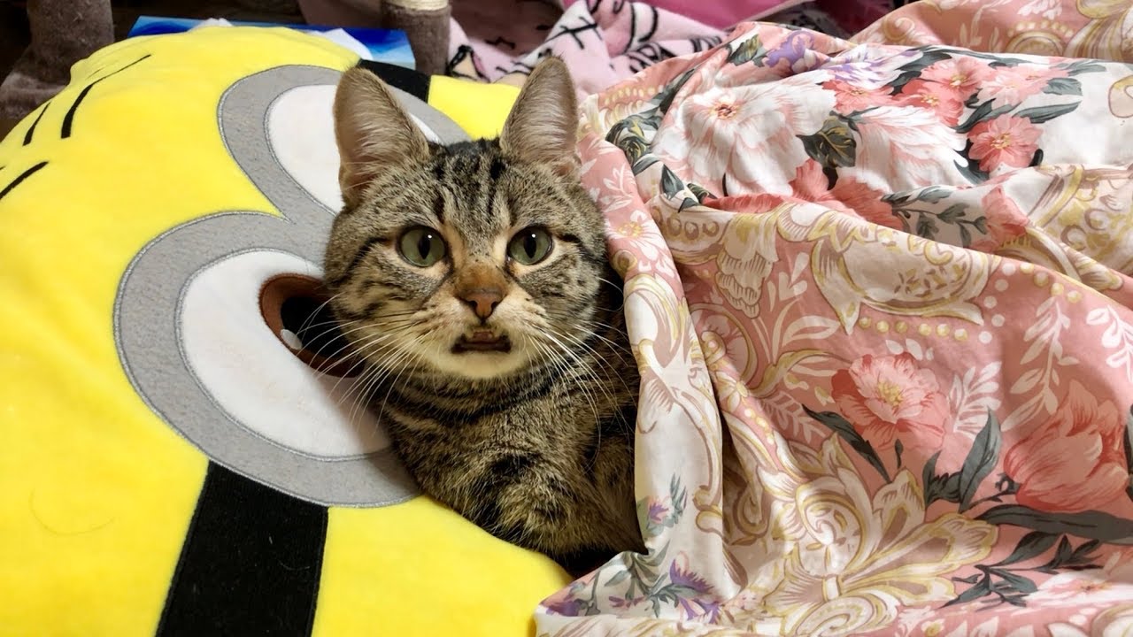 専用　洗面器　お風呂　ベイビー　うちへ帰ろう　迷子　わちふぃーるど　ダヤン　猫 自分にピッタリの洗面器でお風呂に浸かってリラックスする猫w - YouTube