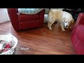 Preston vs. Moth - Golden Retriever Puppy Chases a Moth