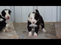 Border Collie Puppy Update:  3 Weeks (Duncan x Cleone, 4/18 Litter)