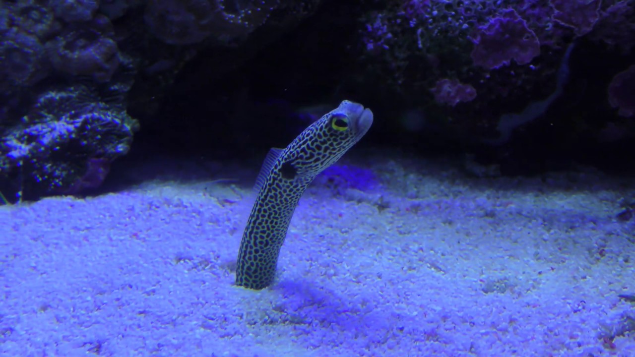 チンアナゴ (沼津港深海水族館) 2018年11月23日 - YouTube