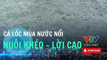 Nuôi cá lóc mùa nước nổi - Nuôi sao cho lời, cho khéo?  | VTV CẦN THƠ