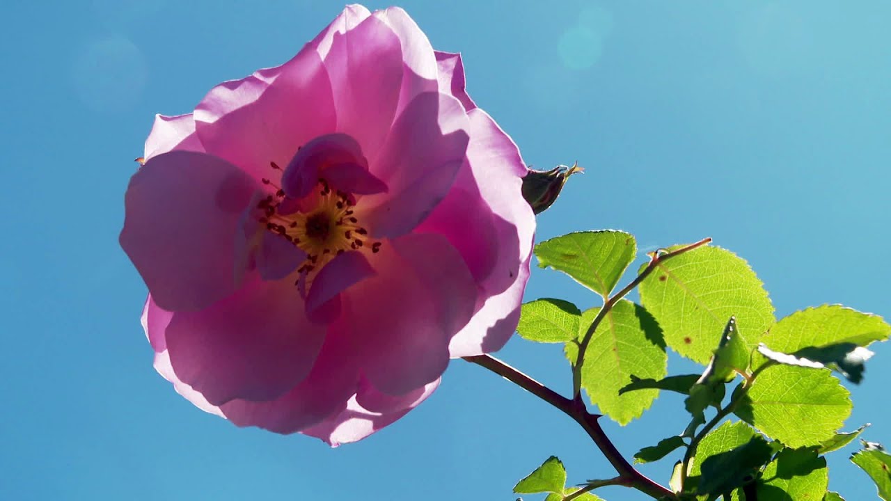 Hérault : découvrez une roseraie magnifique et en fleurs à côté du lac ...