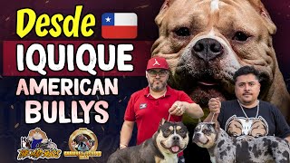 American Bully Desde Iquique  Chile