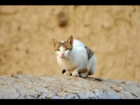 Video: A duhet të pinë qumësht kotelet?