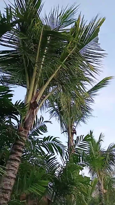 NUJU Resot