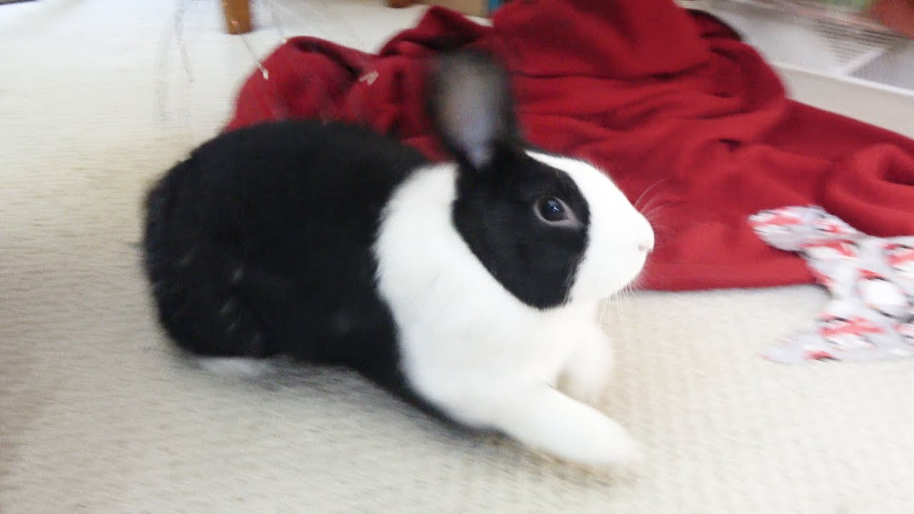 Tickle Rabbits What happens when you tickle a rabbit with a claw - YouTube