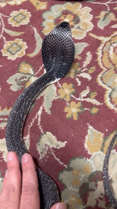 This Spitting Cobra changed.. - YouTube