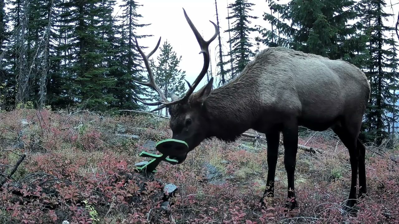 Alien captured on trail camera