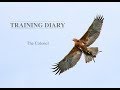Eagle Training Diary - From Egg to Hunting - The Colonel