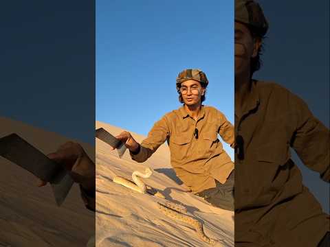 الطريشة أو الحية المقرنة صيد حيوانات