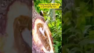 Download Lagu KJ naman,Nandon na ei. #funnyreels #goodvibesonly #funny #justforfun #ForEntertainmentPurposesOnly MP3