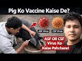 Pig ko vaccine kaise de | asf or csf virus ko kese phechane?