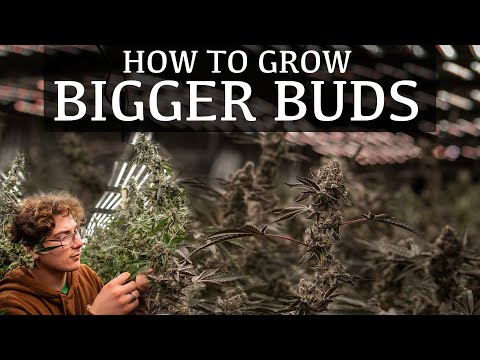 Easy ways to increase Yield for cannabis plants | Plant training techniques