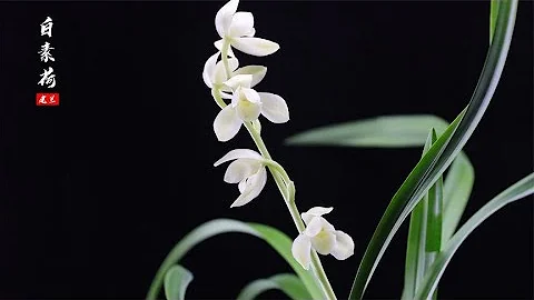 濃香的建蘭白色素花荷瓣，好養抗病強！ - 天天要聞