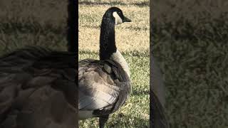 Canada Goose #like #goose #amazing #animal #fun #subscribe #shortsfeed #shorts