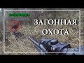 Охота на КАБАНА. Загонная охота в Беларуси.