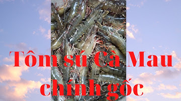 Thu hoạch tôm Sú Cà Mau 😚cuộc sống ở thôn quê Cà Mau 😀😃😄|Cuộc sống miền tây