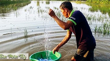 BẮT CÁ NẤU CANH CHUA Bữa Cơm Chiều Mùa Lũ • Toàn Miền Tây