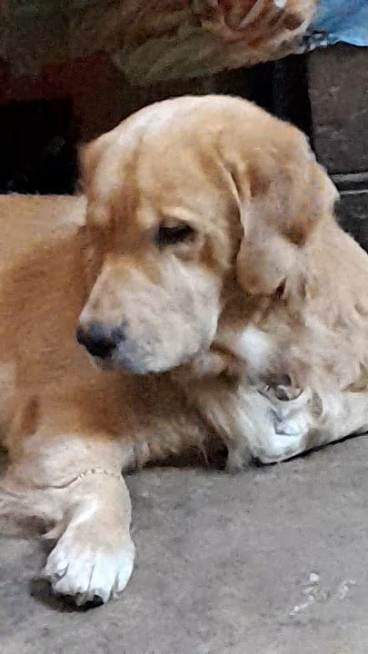 #music #dj #goldenretreiver #shortvideos #viral #dog #puppy #cute #petsrule #trending