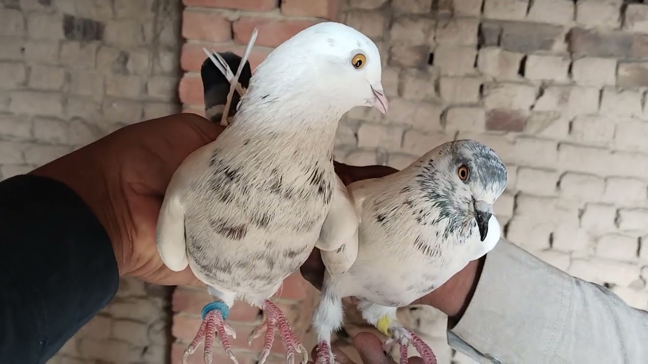 Best Quality kay janwar for sale aj Ki video pori dakha bohat hi outclass kabootar 03107080948 