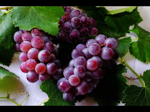 Video: Impormasyon ng Halaman ng Purple Strawberry - Matuto Tungkol sa Pagtanim ng Mga Purple Strawberry Sa Hardin