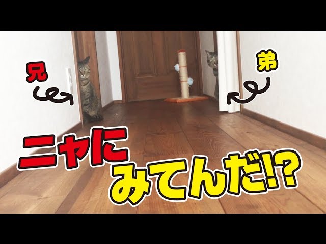 久しぶりにだるまさんがころんだをやってみたら…