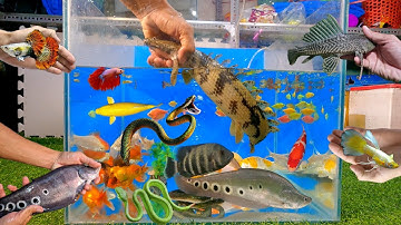 Tổng hợp các loại cá cảnh đẹp, cá khủng long hoàng đế khổng lồ, cá lia thia, rắn, cá koi