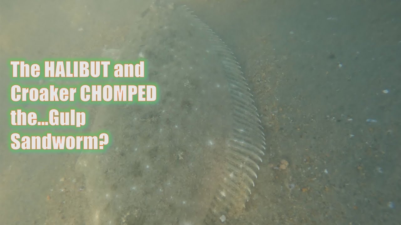 The HALIBUT and Croaker CHOMPED the...Gulp Sandworm?