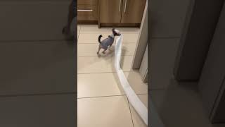 Naughty Chinese Crested Puppy vs Toilet Paper Roll