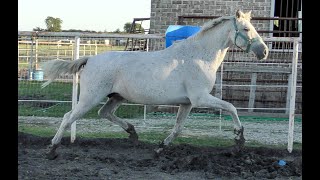 Capriana de Teodoro (Teodoro daughter for sale) in foal to Carmelo