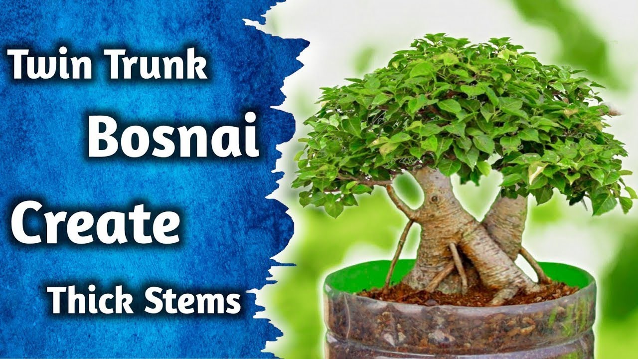 DIY Twin Trunk Bonsai At Home - YouTube