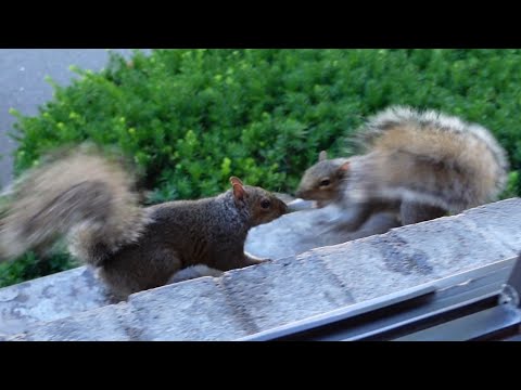 The squirrels are