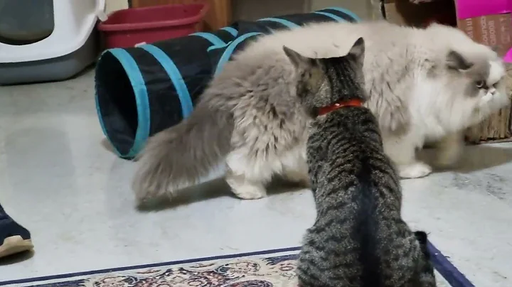 Watch the video about My tabby cat is scared of Persian cat 😀 #cute #catvideos #tabbycat #persiancat