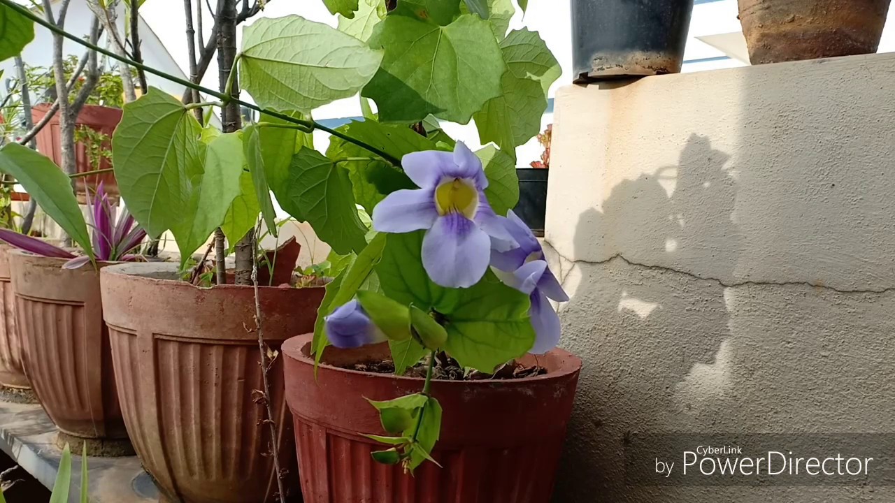 How to take care of robust Thunbergia Grandiflora or the Bengal Clock