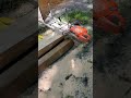 the chainsawmilling is going great#chainsawmill#roughcutpine