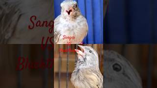Sanger Vs Blackthroat