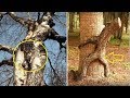 XEM QUA XEM LẠI, VẪN KHÔNG TIN LÀ CÓ THẬT - CREEPIEST Trees in the World