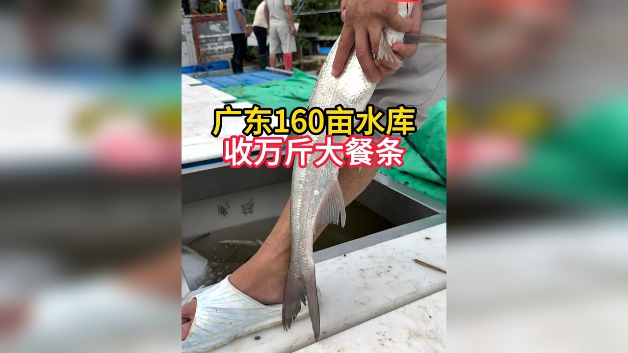 渔兄鱼弟强子东源收鱼