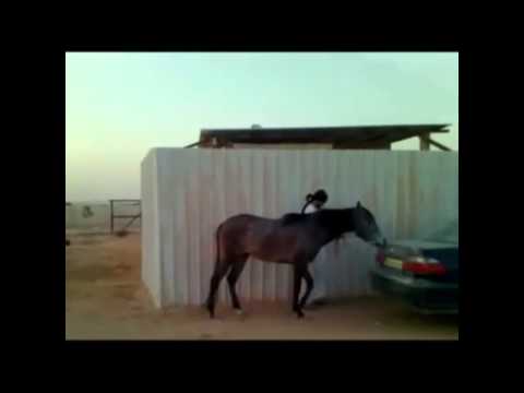 فيديو: كيفية تعليم ركوب ثقة باستخدام خيولك الدرس