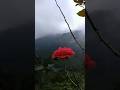 #rose #mountains #peace