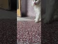 Cute fight with mom cat and kitten 🐈